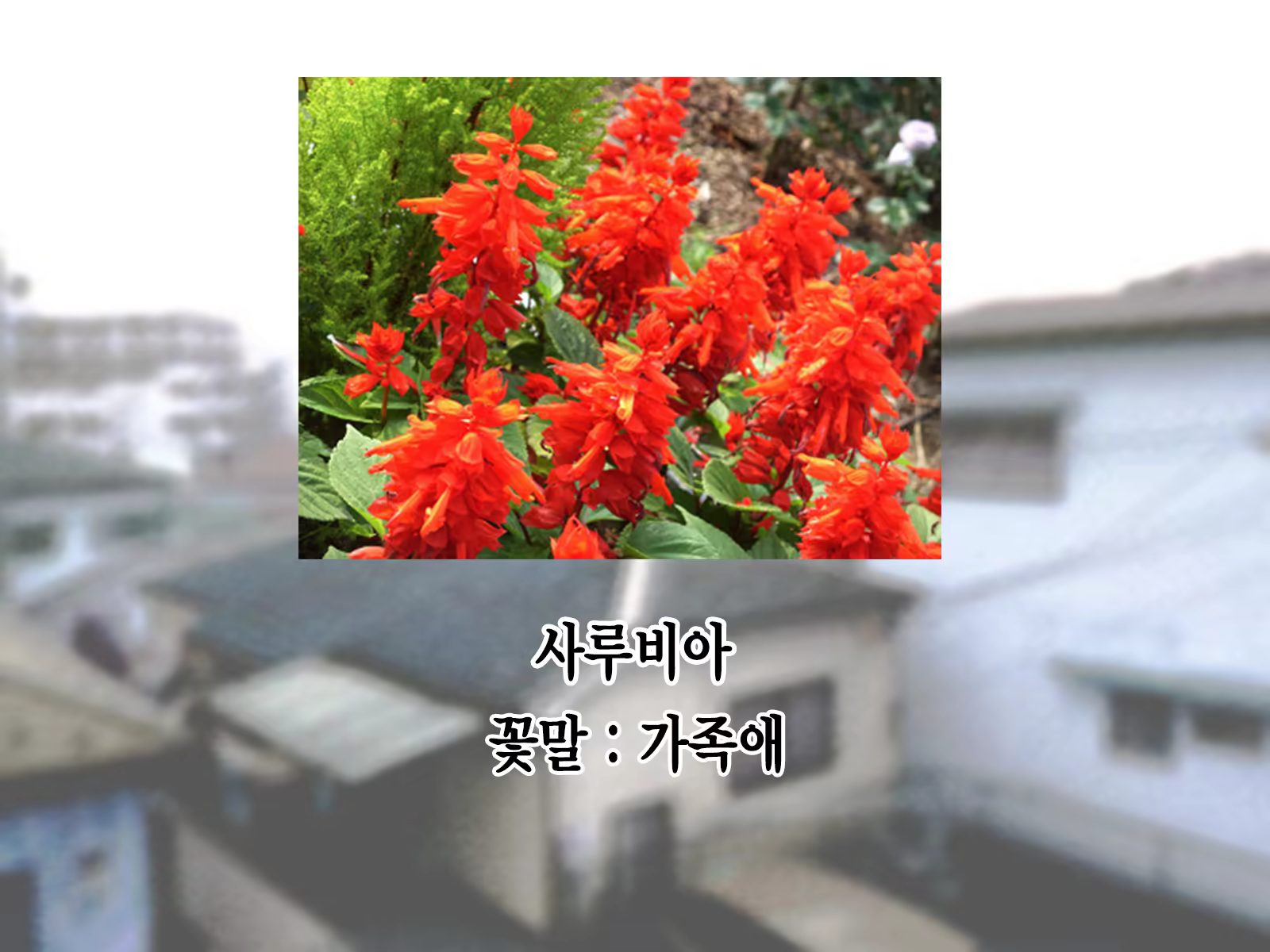 Content 1229339 - 245 페이지